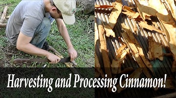 Harvesting and Processing Cinnamon