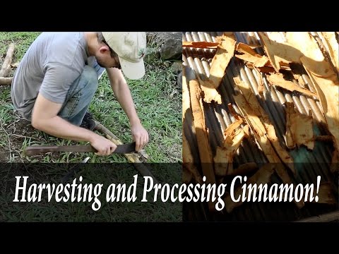 Video: How does cinnamon grow in nature?
