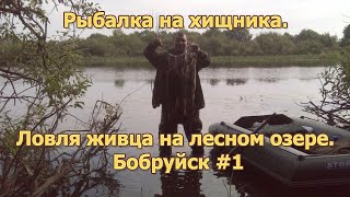 Рыбалка на хищника🦈Ловля живца на лесном озере🧜‍♂️Бобруйск #1