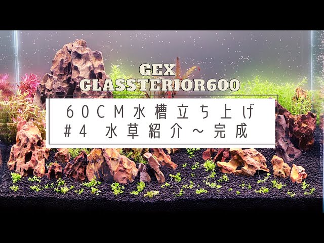 陽火石 気孔石 17kg ♯4】初心者でも簡単に育てられる水草～陽火石水槽完成！【 60cm水槽