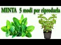 MENTA - 5 segreti per riprodurla all'infinito a costo zero, mint, menthe, hortela,  minze, ????,