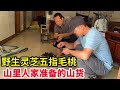 深山老人等了2个月，野生灵芝五指毛桃准备的足足的，都是难得的好货【山农乐哥】