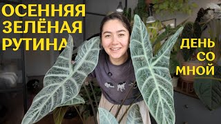 видео: пересадка ОГРОМНОЙ АЛОКАЗИИ| УЮТНАЯ осенняя РУТИНА с ПОЛИВОМ комнатных РАСТЕНИЙ |один СОЛНЕЧНЫЙ день картинка: пересадка ОГРОМНОЙ АЛОКАЗИИ| УЮТНАЯ осенняя РУТИНА с ПОЛИВОМ комнатных РАСТЕНИЙ |один СОЛНЕЧНЫЙ день