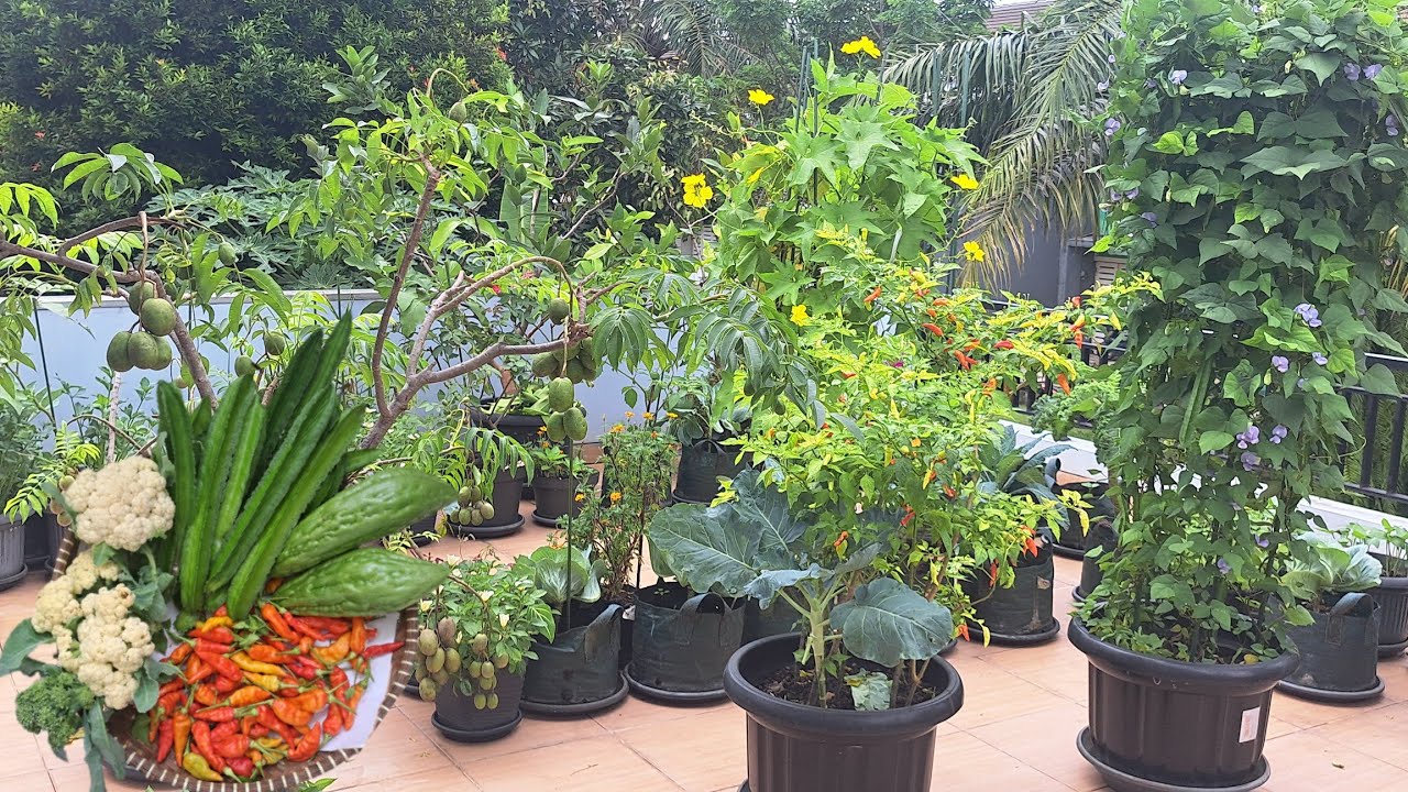 Suka duka berkebun organik, alhamdulillah masih bisa panen, berkebun di musim hujan 