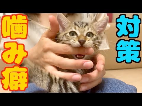 a quick way to fix a kitten&rsquo;s bite