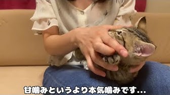 猫の噛み癖を直す方法 Youtube