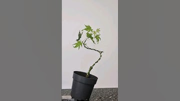 How to start a Bonsai🌳 #bonsai #pre #maple #fyp #fy #wire #bend #prune #howto #fyi #going #green
