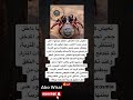 عنكبوت يسد جحره ببطنه سبحان الخالق