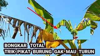 BONGKAR TOTAL CARA MIKAT BURUNG YANG KATANYA GAK MAU TURUN