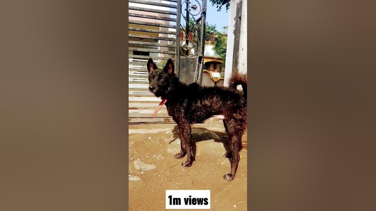 fully-black-jarman-safed-dog-black-dog-shorts-gsd-viralshorts