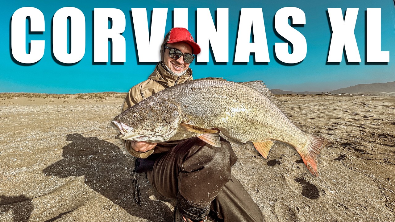 La Técnica que Me Dio 3 CORVINAS GIGANTES XL con 1 Solo Señuelo