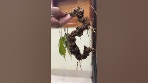 1 củ sâm rừng 80 gam bao kiểm định chuẩn sâm mời các bác siêu tầm giá rẻ thôi 0377965679 e Nguyệt