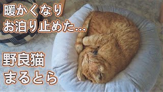 お泊り止めた野良猫 / 威嚇しなくなった理由 / ニャンモナイト