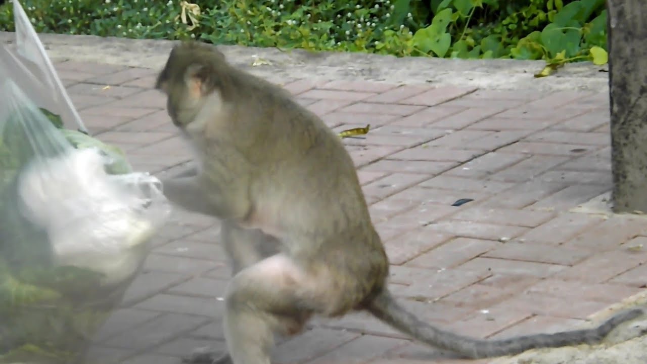 The Monkey Video Trend Explained | monkey | bandar | #gooddachaasl ...