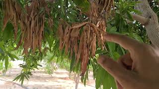 زراعة المنجا في المنازل / سلطنة عمان/ السويق