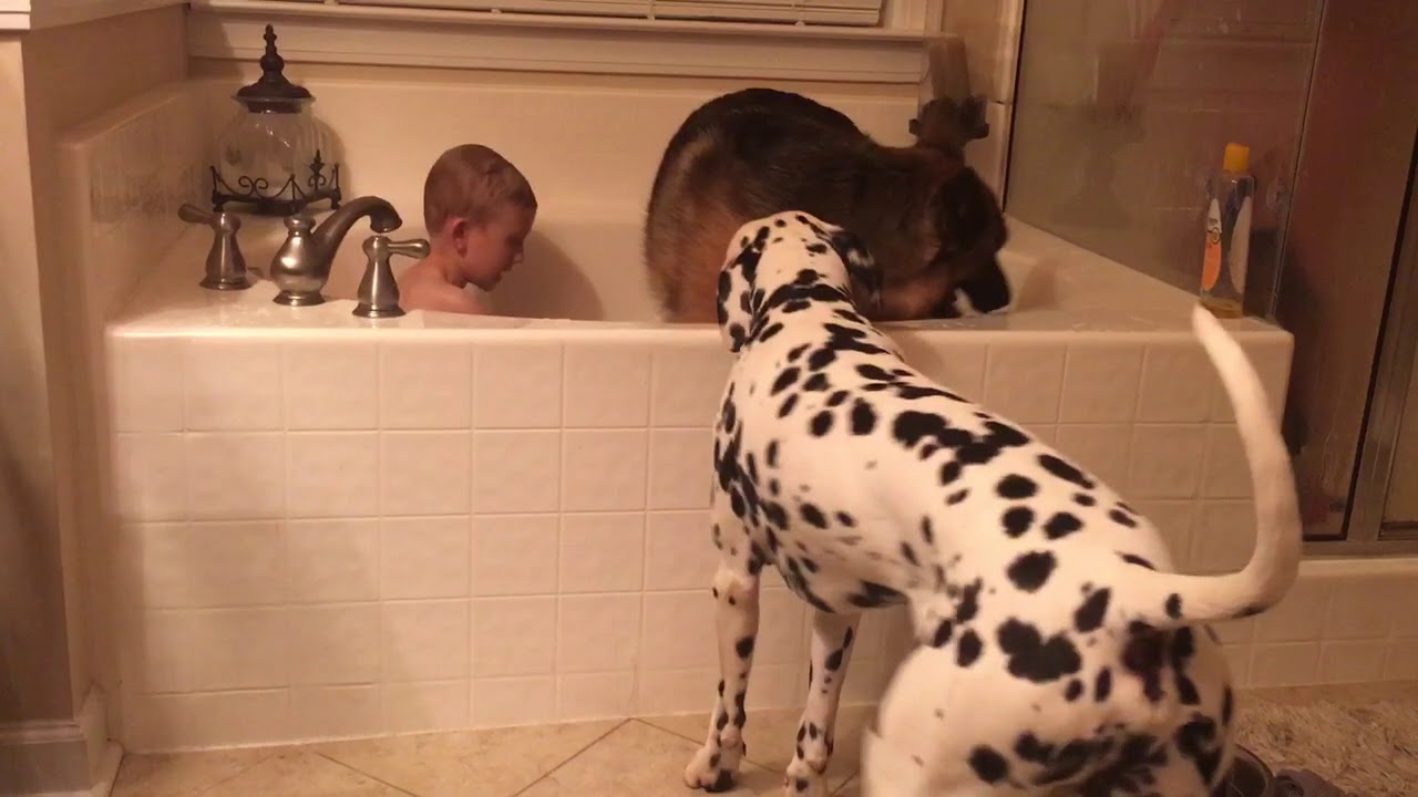 Funny dog video!! YouTube