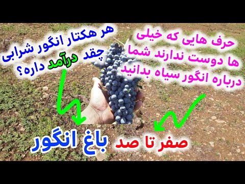 صفر تا صد انگور کاشتن شرابی سردشت