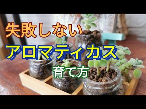 アロマティカス 観葉植物 育て方 失敗しないアロマティカスの育て方 Youtube