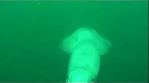 Giant squid tries attacking diver