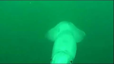 Giant squid tries attacking diver