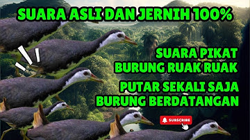 SUARA PIKAT BURUNG RUAK-RUAK ASLI SUARA JERNIH, TANPA IKLAN #15