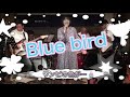 Blue bird 今井美樹セッション