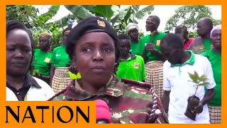 West Pokot residents embrace agroforestry to protect Lake Victoria, River Nzoia tributaries