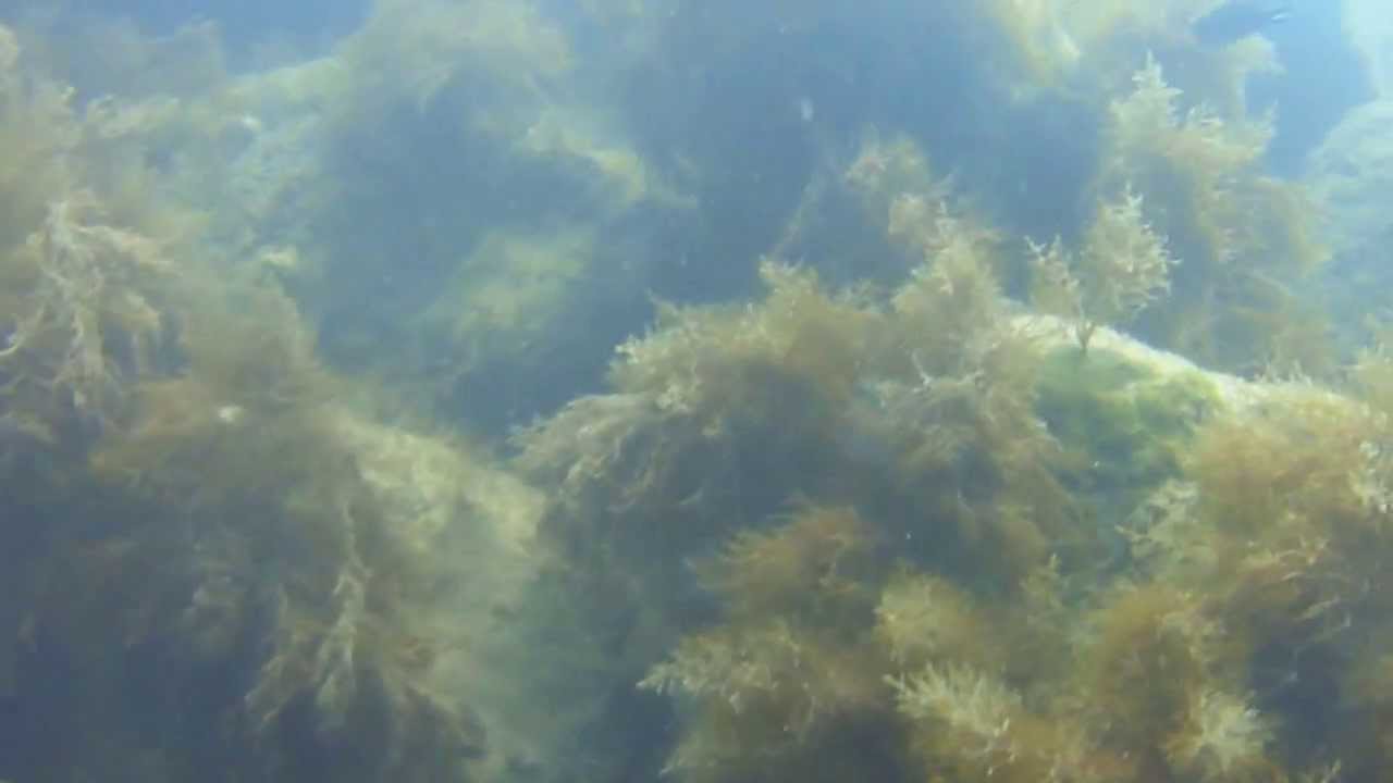 Black Sea, Scuba Diving, Batumi Georgia