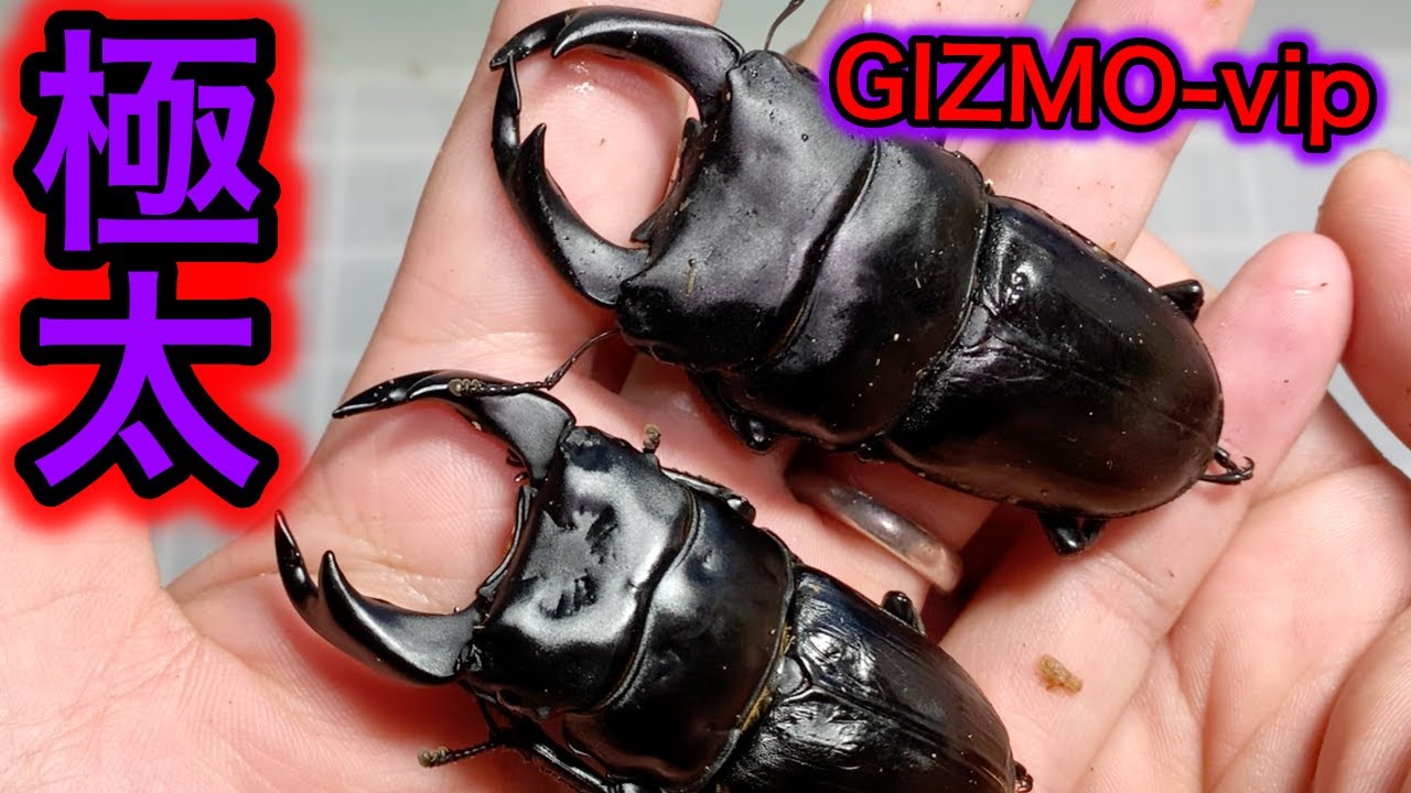 秘策を施した極太血統オオクワガタGIZMO-vipの割り出し動画【粟國土建 秘策を施した極太血統オオクワガタGIZMO-vipの割り出し動画【粟國土建