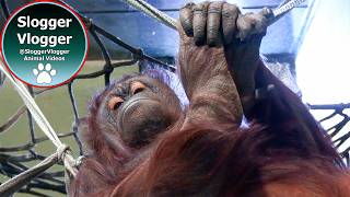 Warm Air And Zero Peace For Orangutan Sprout