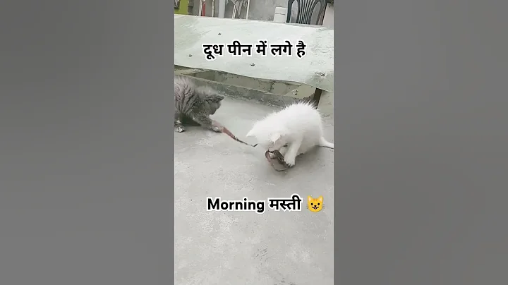 Watch the video about Kitten feeding #cat #matercat #catvideos #cute #turkishcat #funnyanimal #catlover #funnycat #funny