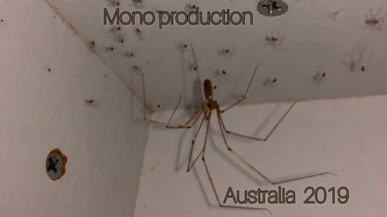 Daddy-long-legs with babies : r/spiders