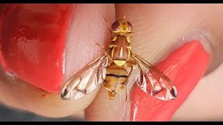 Fruit Flies Emergence And Oviposition