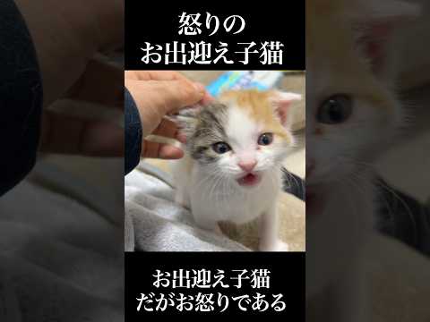 🐱怒りの子猫、人間を叱る！😾   #cat #kitten #猫 #子猫 #ねこ #こねこ #保護猫 #shorts  #猫のいる暮らし