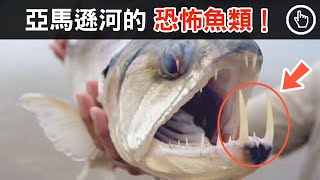 亞馬遜河的恐怖魚類 ，食人魚竟未入榜！