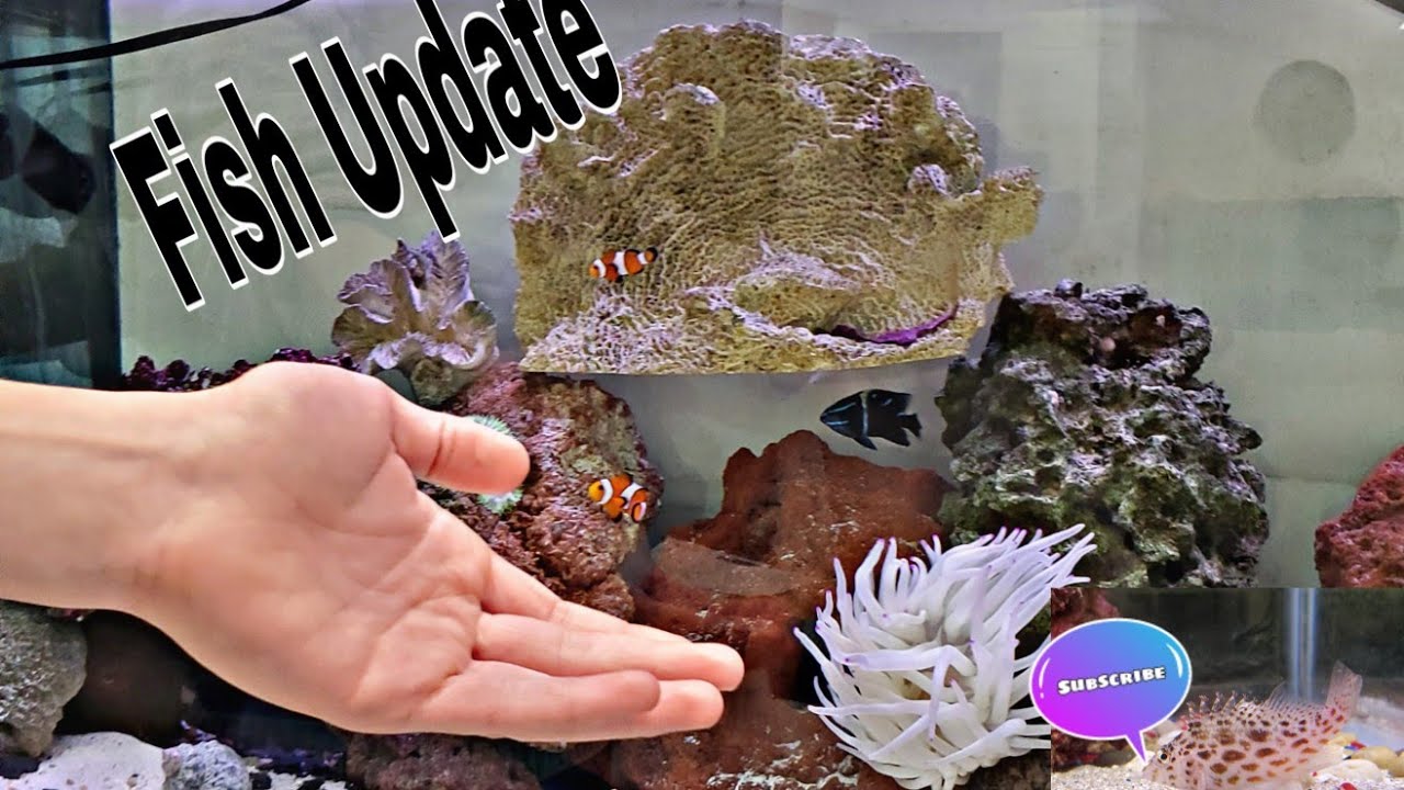 Update on All my Fish!! - YouTube