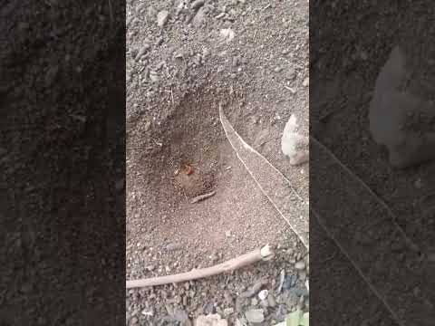 أسد التراب يفترس حشرة البق الناري بعدما وقعت في شباكه المحبوك بالتراب