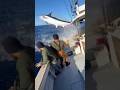 Swordfish Hits Boat… Fishermen Face Sudden Sea Chaos! 🐟🌊 황새치 충돌… 바다의 혼돈! 🐟🌊 カジキ衝突…海の大混乱！🐟🌊