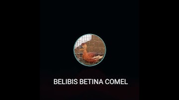 Belibis Betina Comel 1