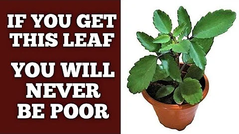 MIRACLE LEAF WILL BRING YOU UNEXPECTED MONEY, FAVOUR & WEALTH