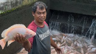 Pagipagi Panen Ikan Nila Merah Jumbo Buat Kirim Ke Lembang