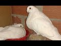 حمام من الجزائر : الحمام الفولار الأصيل ذو اللون الأبيض مع المربي سليمان. Pigeons Voleure