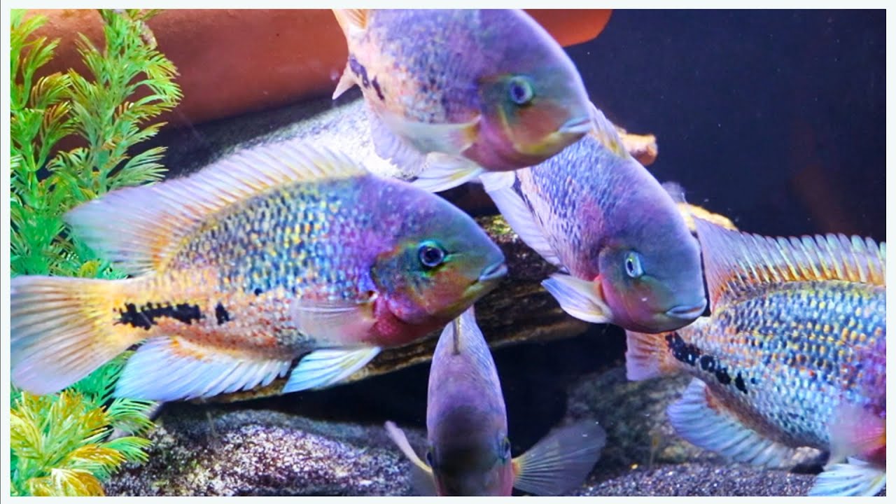 125 Gallon Aquarium Stocking Ideas: Wait Until You See These Fish!