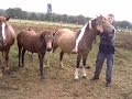 Острая пневмония у кобылки. Acute pneumonia mare.