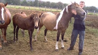 Острая пневмония у кобылки. Acute pneumonia mare. Острая пневмония у кобылки. Acute pneumonia mare.