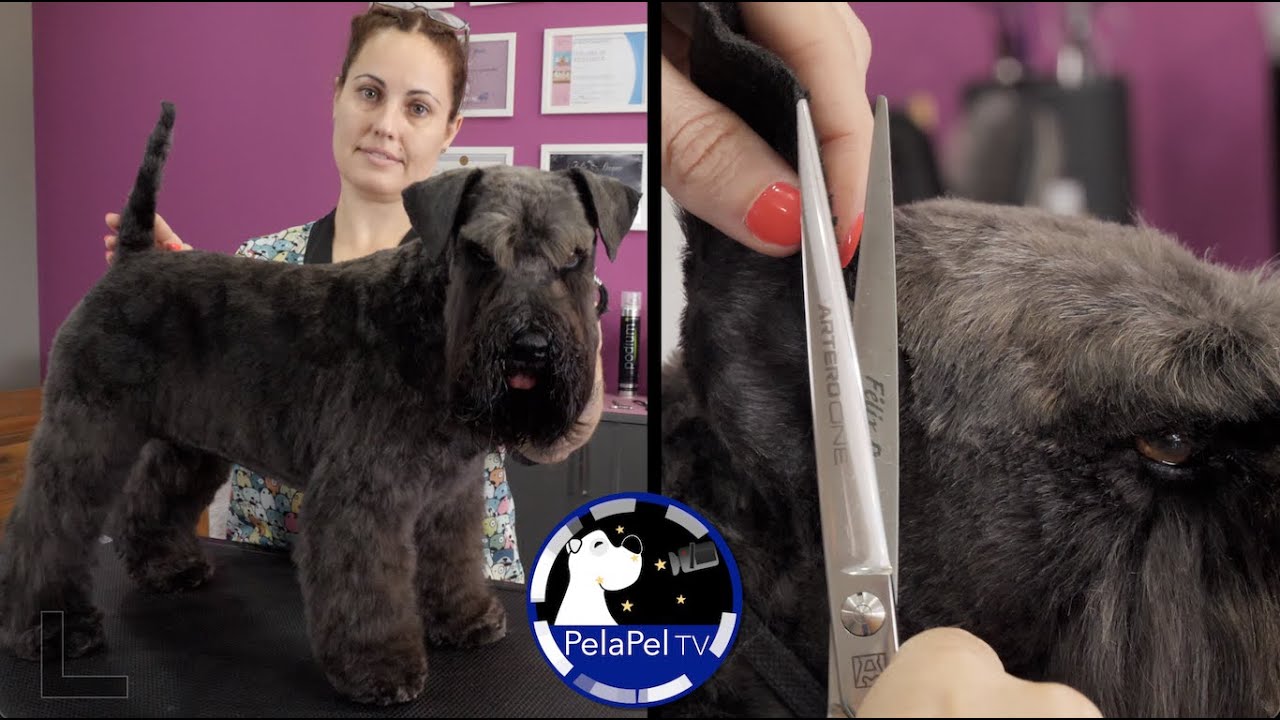 Como Cortarle El Pelo A Un Schnauzer www.youtube.com