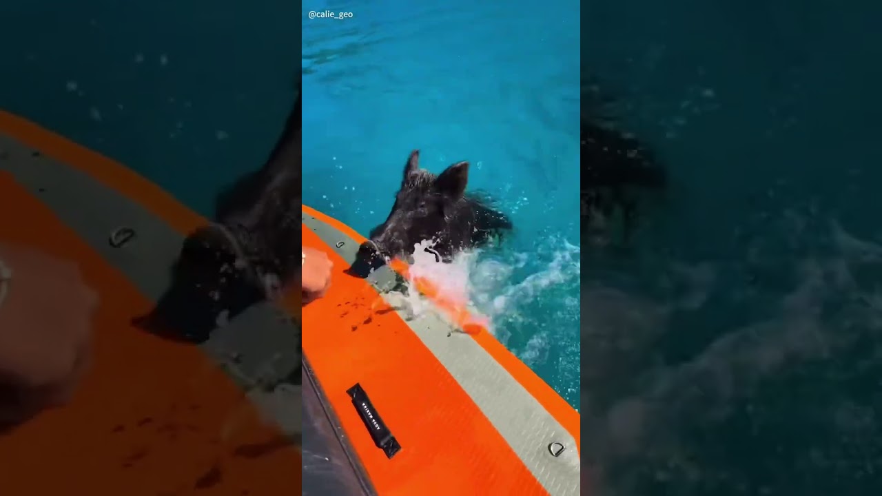 🐷🍎 🐽 Not Bahamas, it's the Pig Beach in Greece