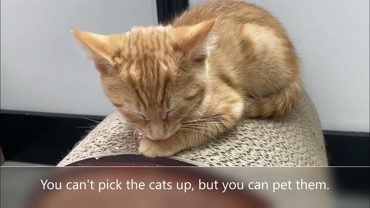 Beans Cat Cafe YouTube