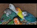 Warna Burung Lovebird