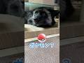 ペットの狐がリアルポケモンすぎる